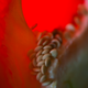 Illustration for article titled Shooting Challenge: Macro Gallery